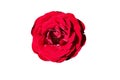 Beautiful bud of a lush red rose on a white background. Scarlet rose buds isolated without background for design. Bright passion