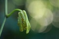 Beautiful bud orchid