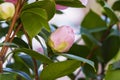 Beautiful bud of pink camellia japonica flower Royalty Free Stock Photo