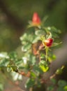 Beautiful bud pink rose flower on a sunny warm day Royalty Free Stock Photo