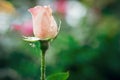 Beautiful bud on a pink rose stalk with drops of dew after rain against a backdrop of a green garden Royalty Free Stock Photo