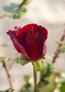 Beautiful bud red rose flower with dew drops on a sunny warm day Royalty Free Stock Photo