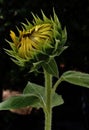 Beautiful Bud of Sunflower