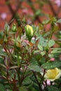 A Beautiful bud of yellow rose after rain