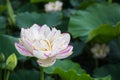 Beautiful buddha lotus flower closeup