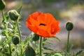 Beautiful Budding and Flowering Oriental Poppy Plant