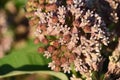 Beautiful Budding Hydrangea Bush Covered with Buds Royalty Free Stock Photo