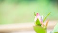 Beautiful budding pink Rose flower in blurry nature green blurry background Nature screen copy-space Royalty Free Stock Photo