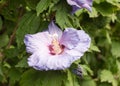 Beautiful budding purple passionflower outside in summer Royalty Free Stock Photo