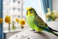 Beautiful budgerigar on bed in room. Pet parrot