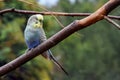 Budgerigar on a branch in an aviary Royalty Free Stock Photo