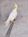 A beautiful Budgie Parrot Royalty Free Stock Photo