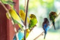 Beautiful budgie sit on  branch blurry background. Copy space. Selective focus Royalty Free Stock Photo