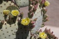 Beautiful buding and blooming wild desert cactus flowers. Royalty Free Stock Photo