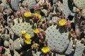 Beautiful buding and blooming wild desert cactus flowers. Royalty Free Stock Photo