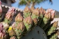 Beautiful buding cactus flowers. Royalty Free Stock Photo