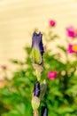 Beautiful buds of blue iris flower in the garden. Summer blossom Royalty Free Stock Photo