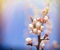 Beautiful buds - budding, awakening nature