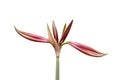 Beautiful buds of the burgeoning bulbous plant Hippeastrum. Red buds on a white background. Isolated hippeastrum inflorescence Royalty Free Stock Photo