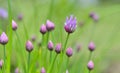 Beautiful buds of chives blooming in garden
