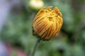 Beautiful buds of chrysanthemum flowers outdoors. Chrysanthemums in the garden. Yellow colored chrysanthemum flower. Nature Royalty Free Stock Photo