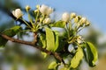 Beautiful buds of flowers of apple flaunt a blue sky background Royalty Free Stock Photo