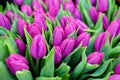 Beautiful buds of flowers of purple tulips.