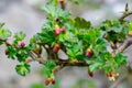 Beautiful buds of gooseberry flowers