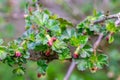 Beautiful buds of gooseberry flowers