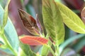 Beautiful Buds and light leaves in the daylight