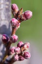 Beautiful buds of peach tree in early spring. Spring background