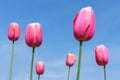 Beautiful buds of pink tulips flower on tulip field in the garden against blue sky at springtime. nature and flower concept Royalty Free Stock Photo