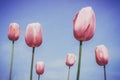 Beautiful buds of pink tulips flower on tulip field in the garden against blue sky at springtime. nature and flower concept. Royalty Free Stock Photo