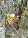 Beautiful buds on pioneer plant.