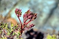 Beautiful buds, sprouts, small blooming flowers of the fruit trees in the spring garden. Close-up view.