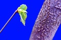 Beautiful buds, sprouts, small blooming flowers of the fruit trees in the spring garden. Close-up view.