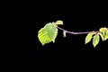 Beautiful buds, sprouts, small blooming flowers of the fruit trees in the spring garden. Close-up view.