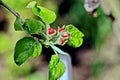 Beautiful buds, sprouts, small blooming flowers of the fruit trees in the spring garden. Close-up view.