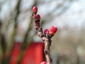 Beautiful buds of young apricot tree