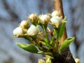 Beautiful buds of young pear tree