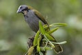 Beautiful Buff-throated Saltator (Saltator maximus) bird perched on a tree branch