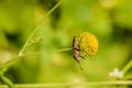 A beautiful bug on a flower.