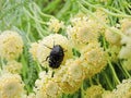 Beautiful bug on yellow plant, Lithuania Royalty Free Stock Photo