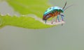 Beautiful jewel bugs on leaf Royalty Free Stock Photo