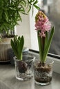 Beautiful bulbous plants on window sill indoors. Spring time Royalty Free Stock Photo