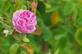Beautiful Bulgarian Damask Rose Royalty Free Stock Photo