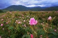 Beautiful Bulgarian Damask Roses Royalty Free Stock Photo