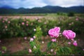 Beautiful Bulgarian Damask Roses Royalty Free Stock Photo