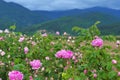 Beautiful Bulgarian Damask Roses Royalty Free Stock Photo