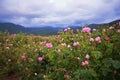 Beautiful Bulgarian Damask Roses